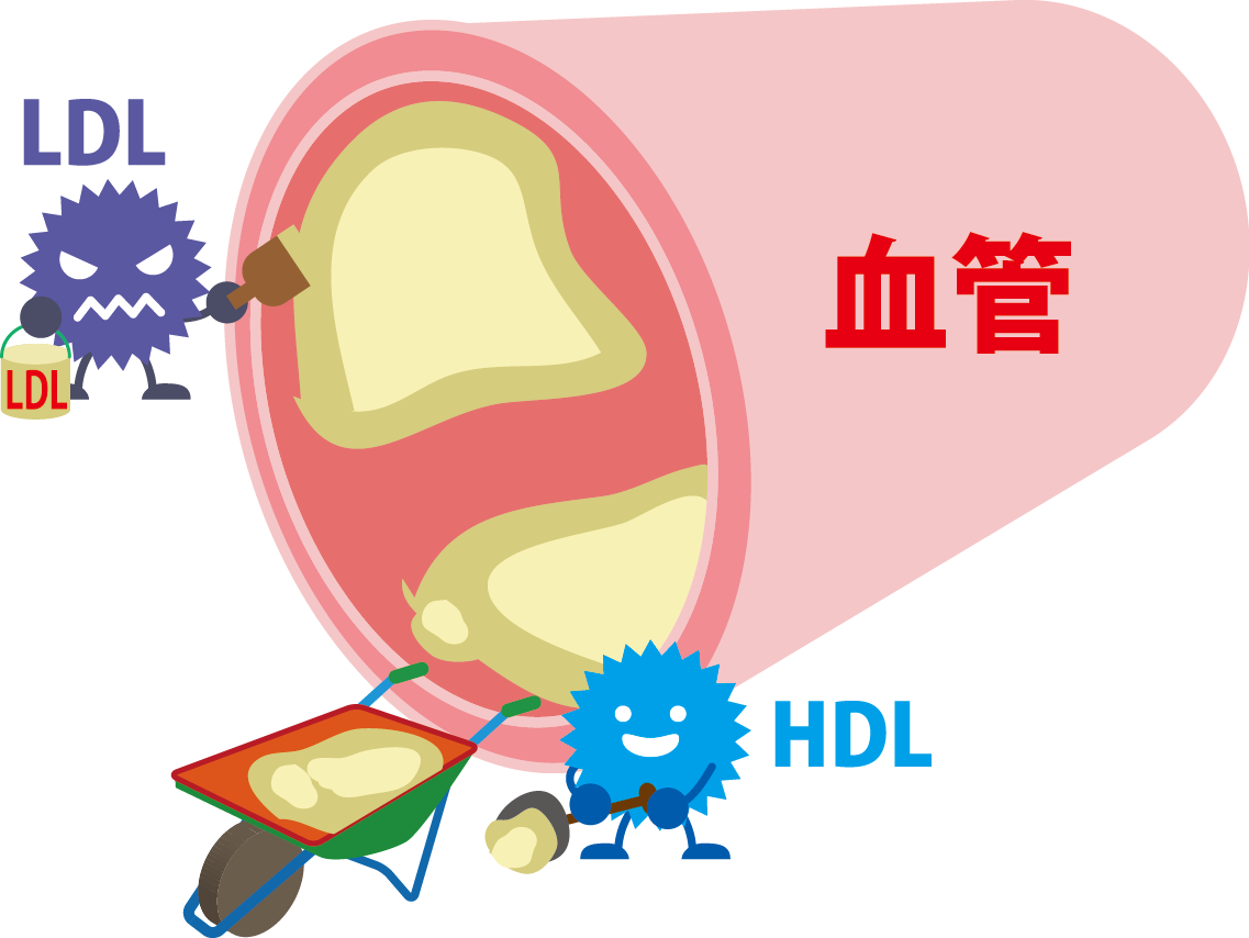 血管内のLDL、HDLをイメージした様子